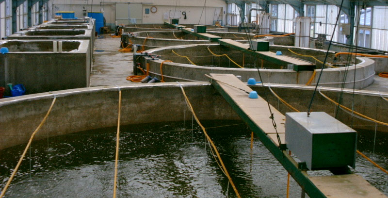 کاربردهای ازن ژنراتور پرورش ماهی، ازن ژنراتور پرورش ماهی، دستگاه ازن ساز پرورش ماهی، قیمت ازن ساز پرورش ماهی، ازن زن پرورش ماهی
